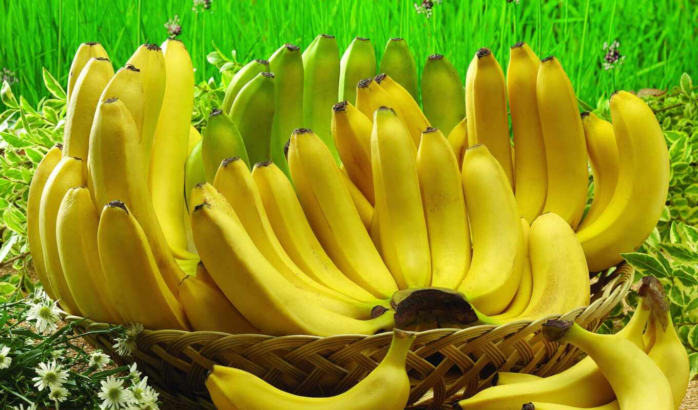 площадь, цена, производитель, опт, mango, festival, банан, урожай, useful, philippines, агробаза