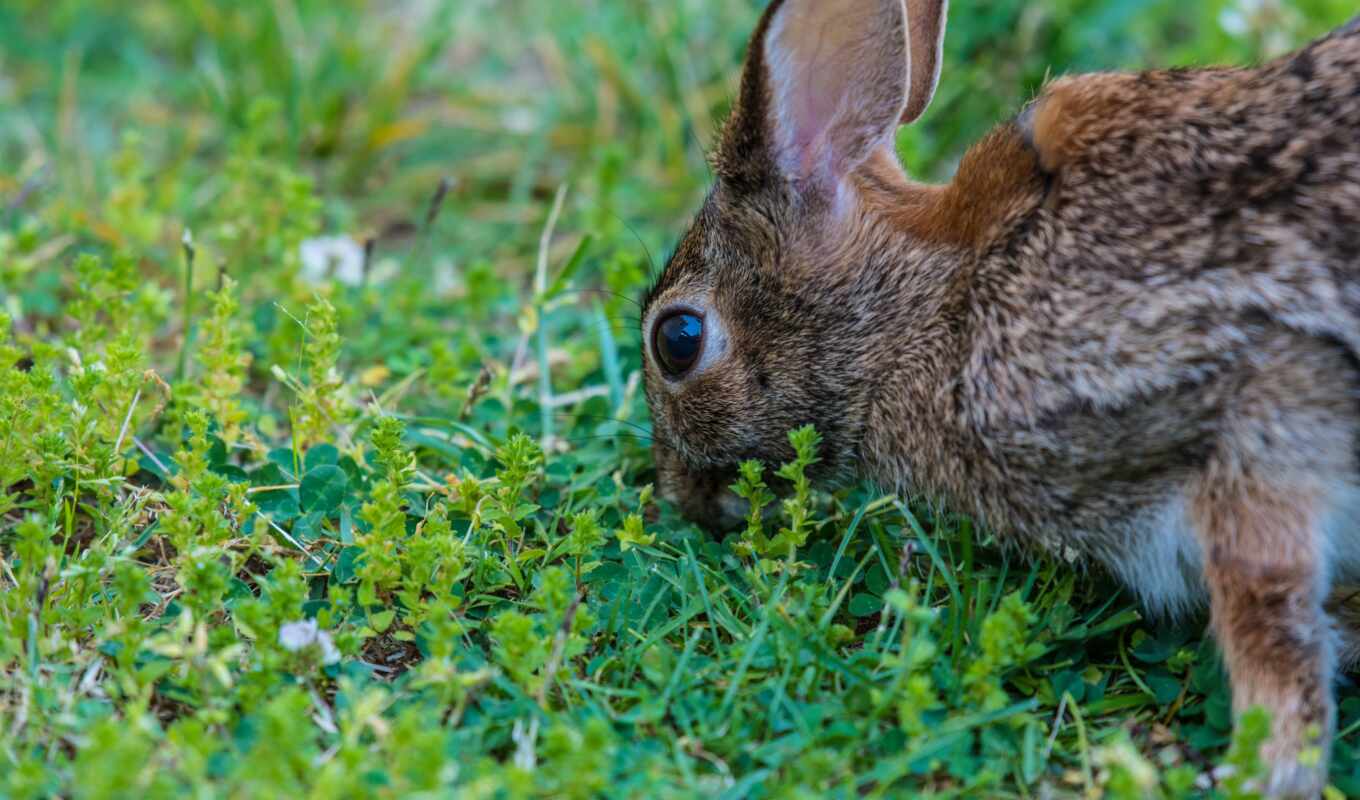 rabbit, hare, comer