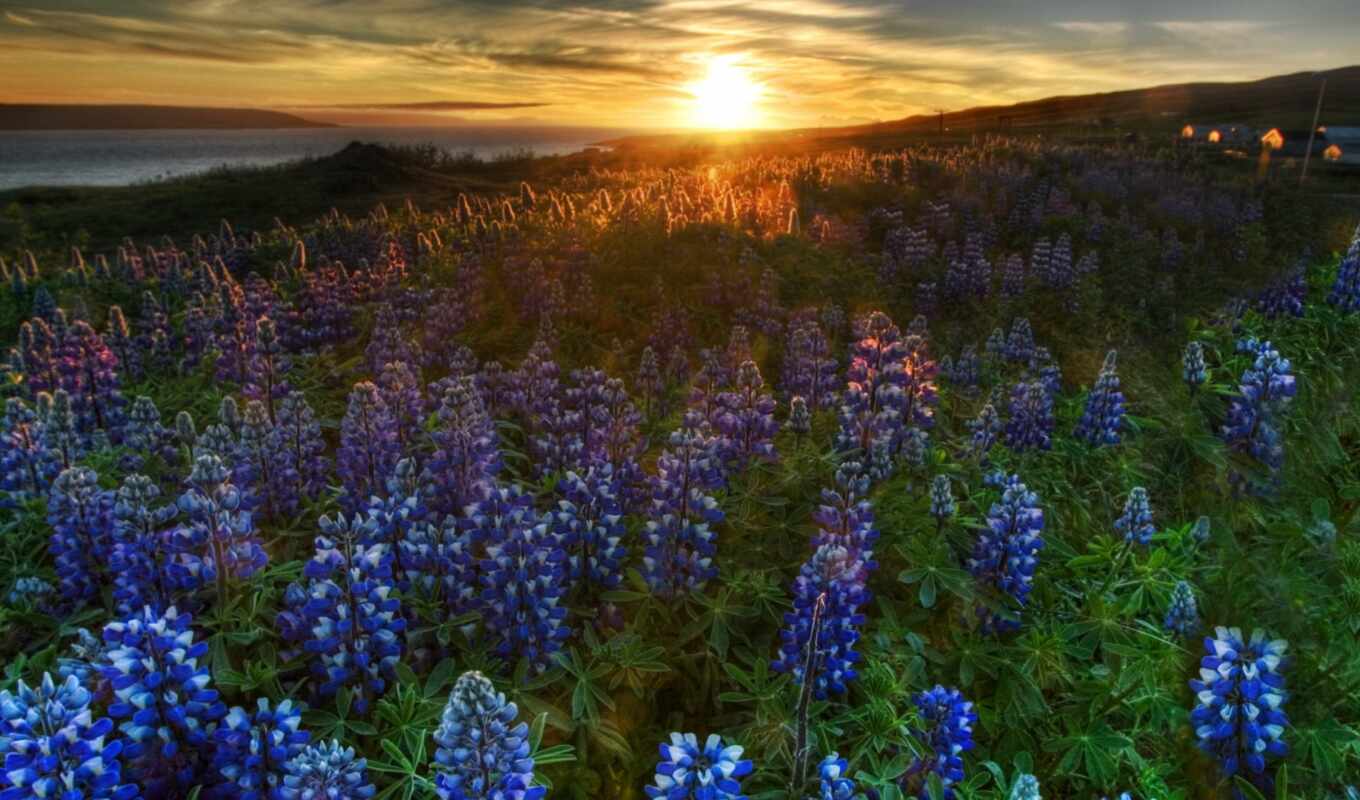 природа, цветы, закат, поле, lavender