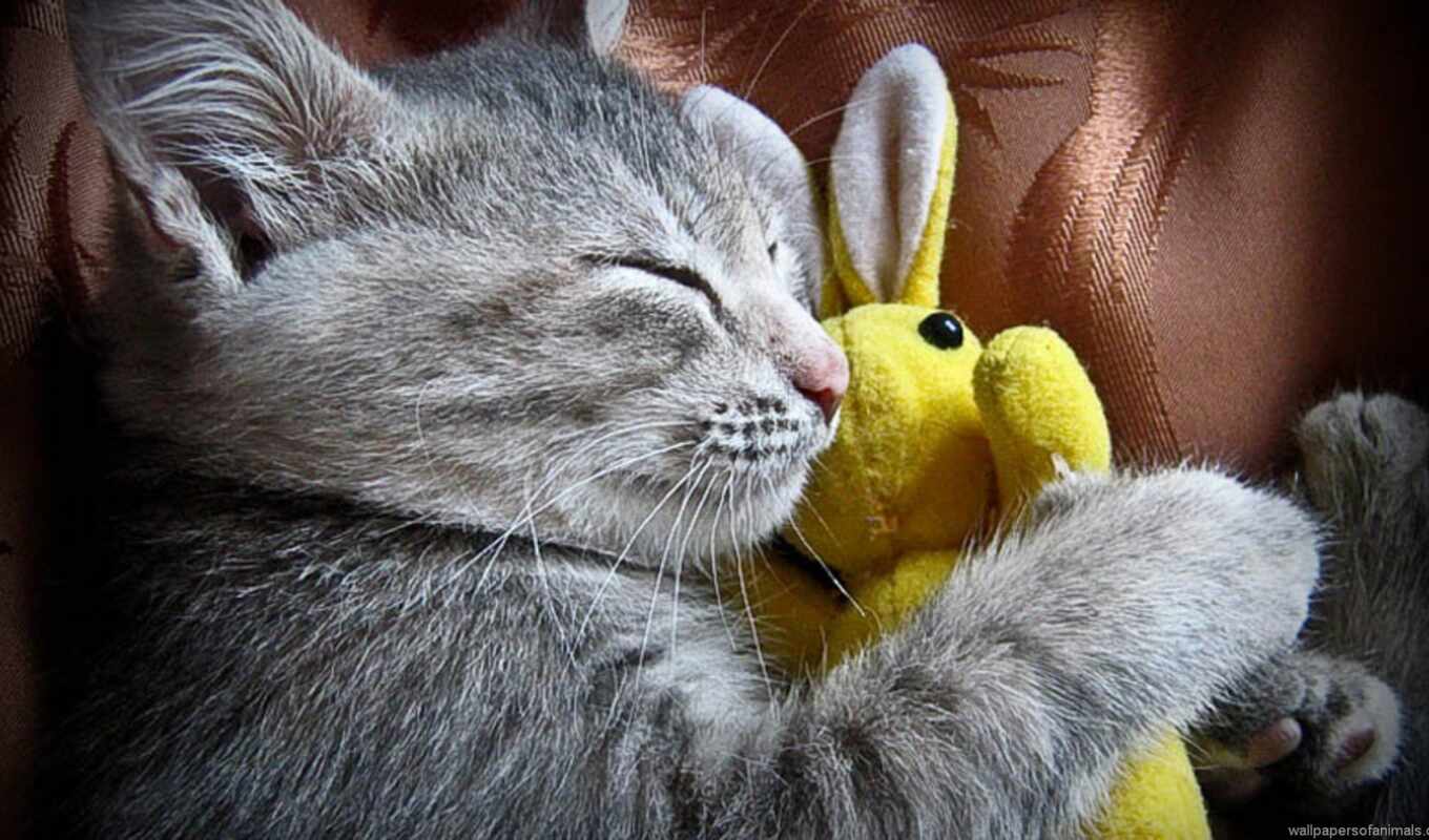 cat, sleep, animal, bunny