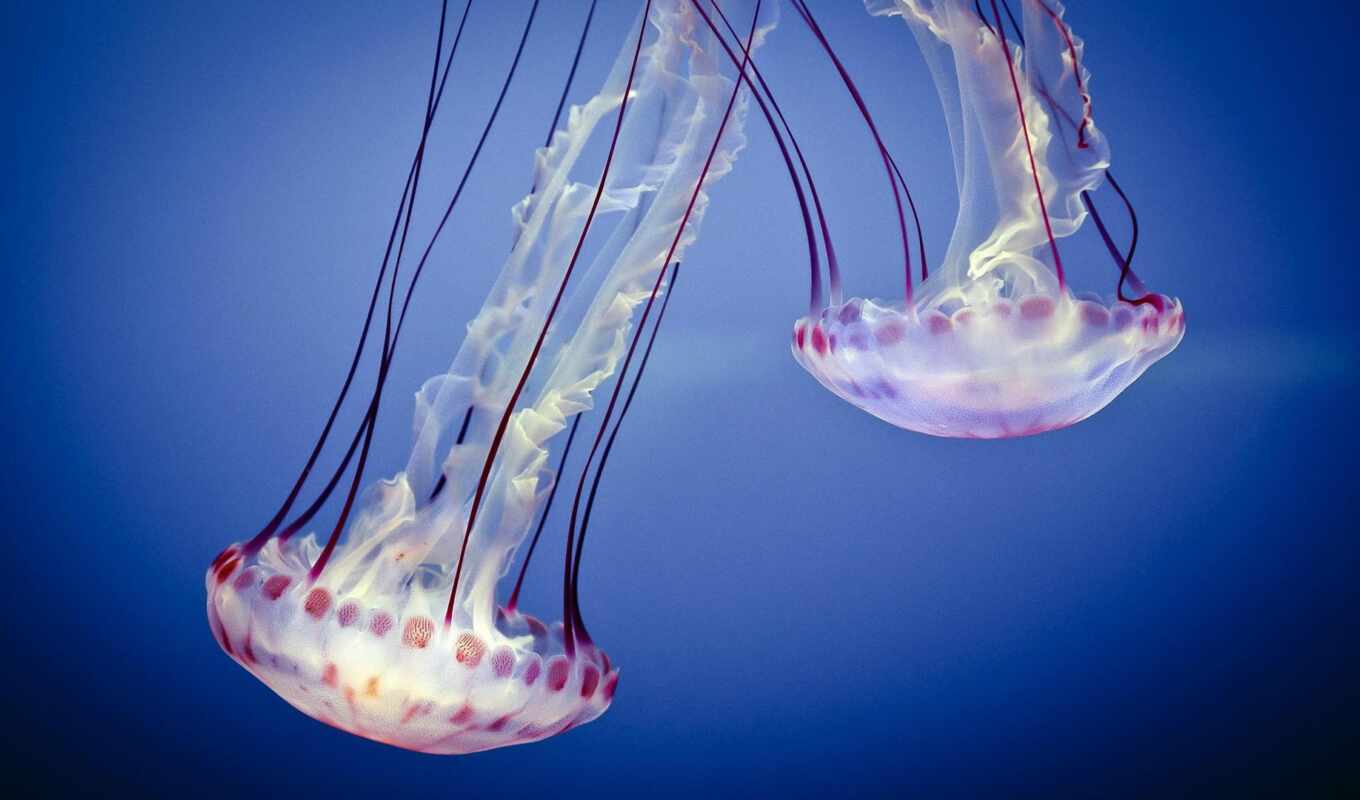 sea, animal, marine, jellyfish, aquarium, underwater