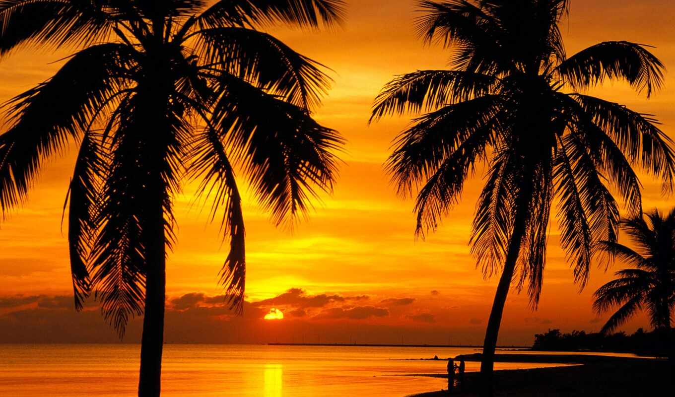 picture, sunset, sunset, palm trees, plenty, fears, diamond, ah