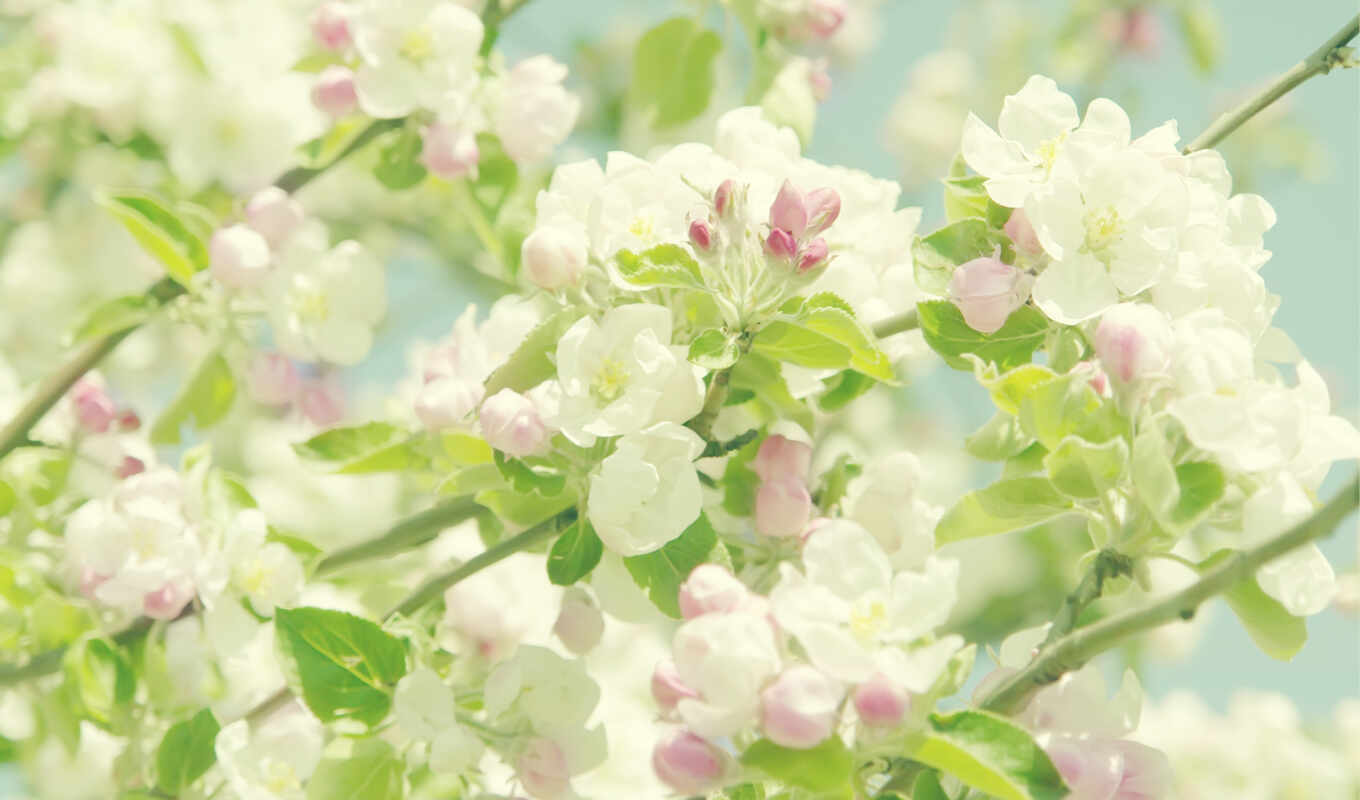 summer, different, blooming, apple tree