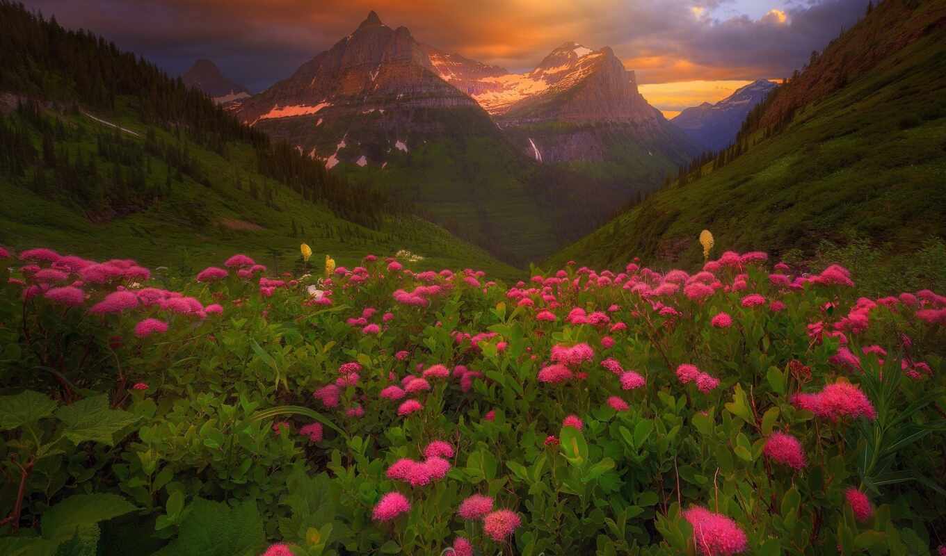 flowers, summer, forest, mountain, for one, ar-te