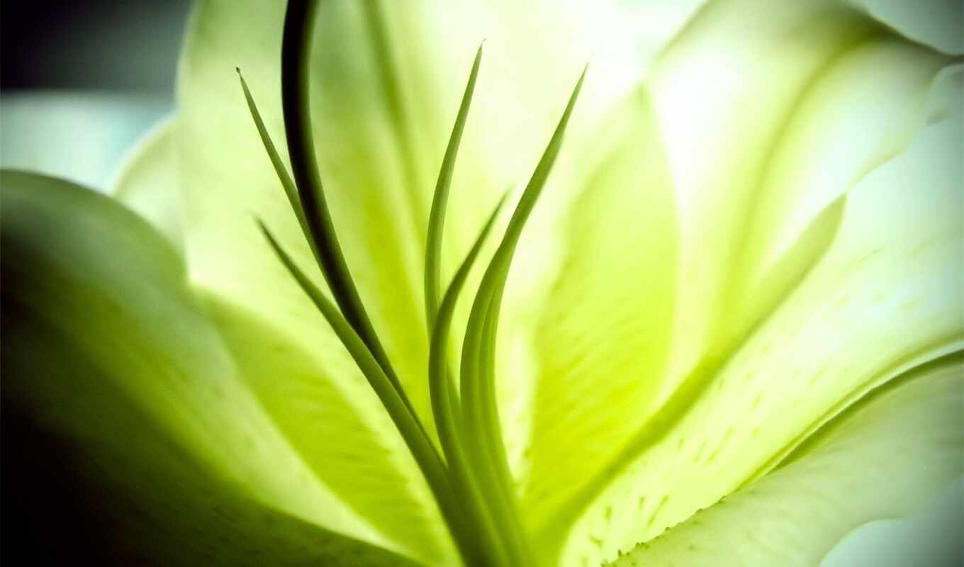 lily, plante
