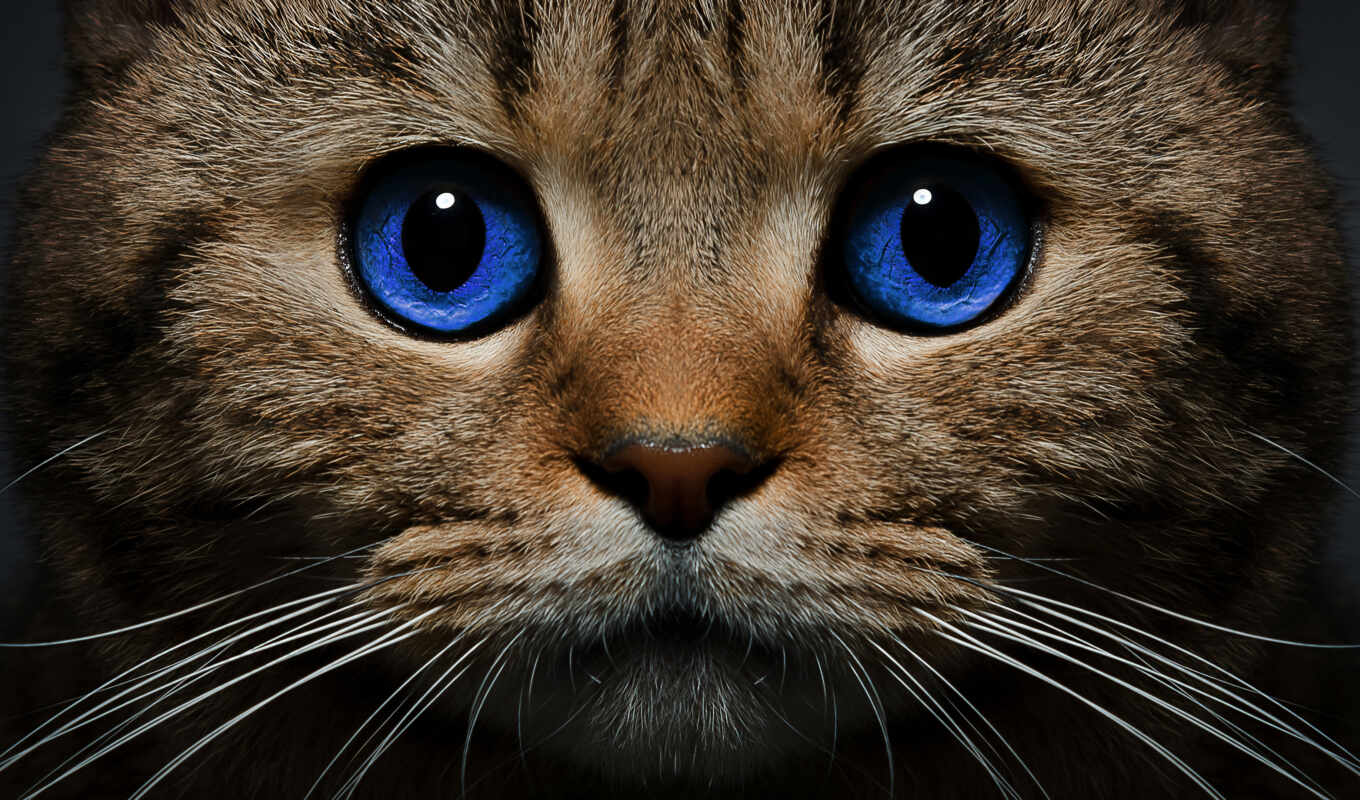 blue, глаз, кот, морда, funart, krasivostus
