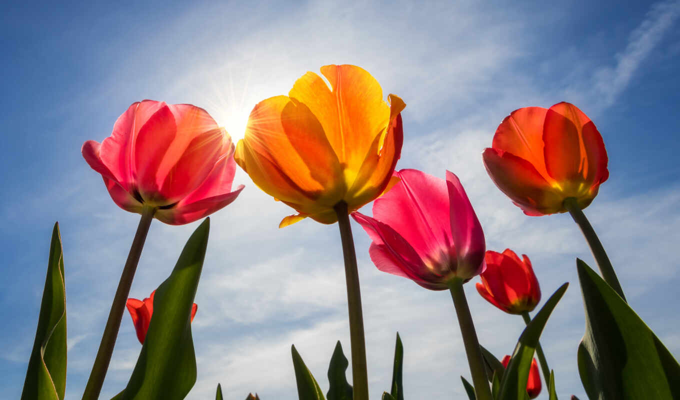 тюльпаны, dag, tulpen, zonnige, kleurrijke