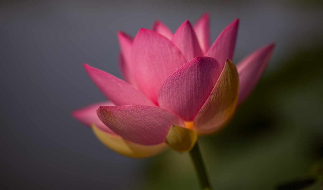 цветы, mobile, близко, розовый, большой, lotus, color, closeup