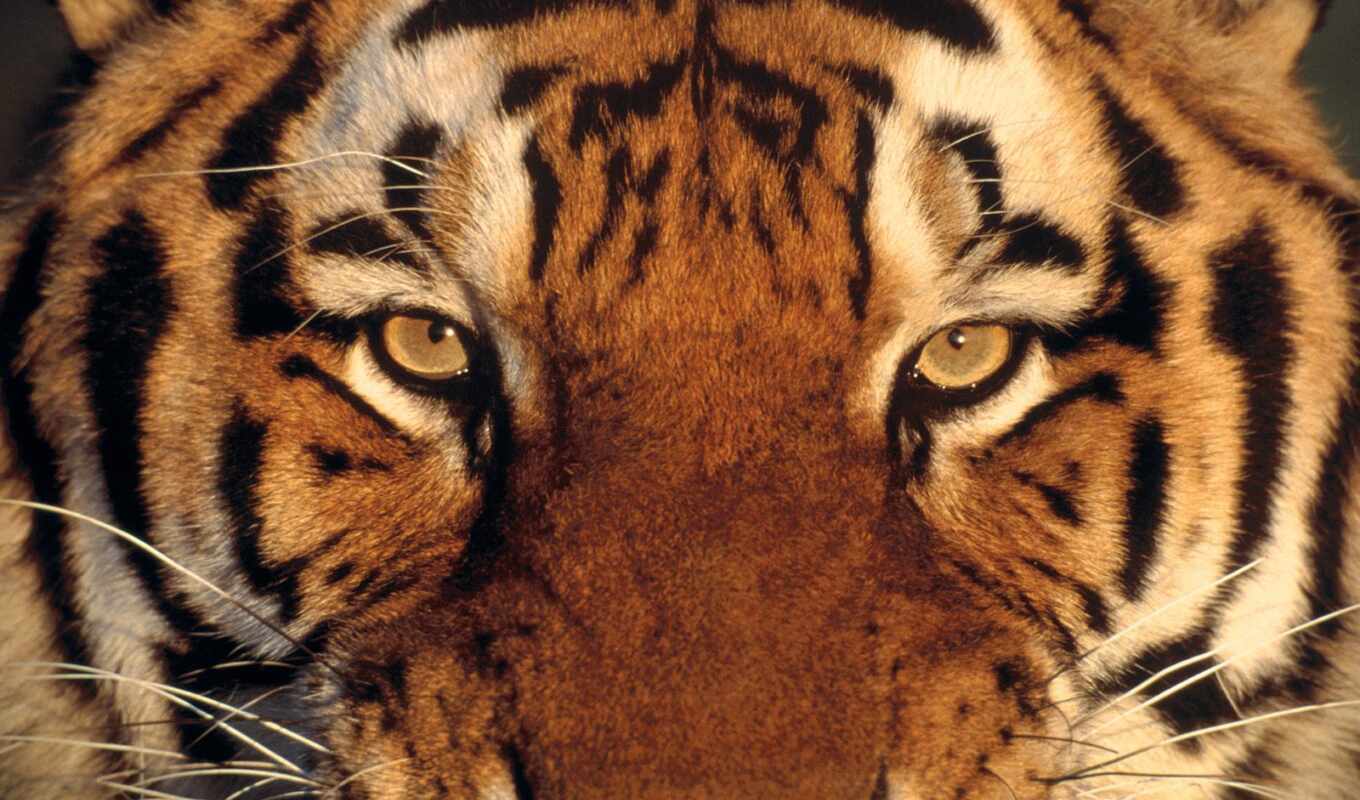 eye, tiger, animal