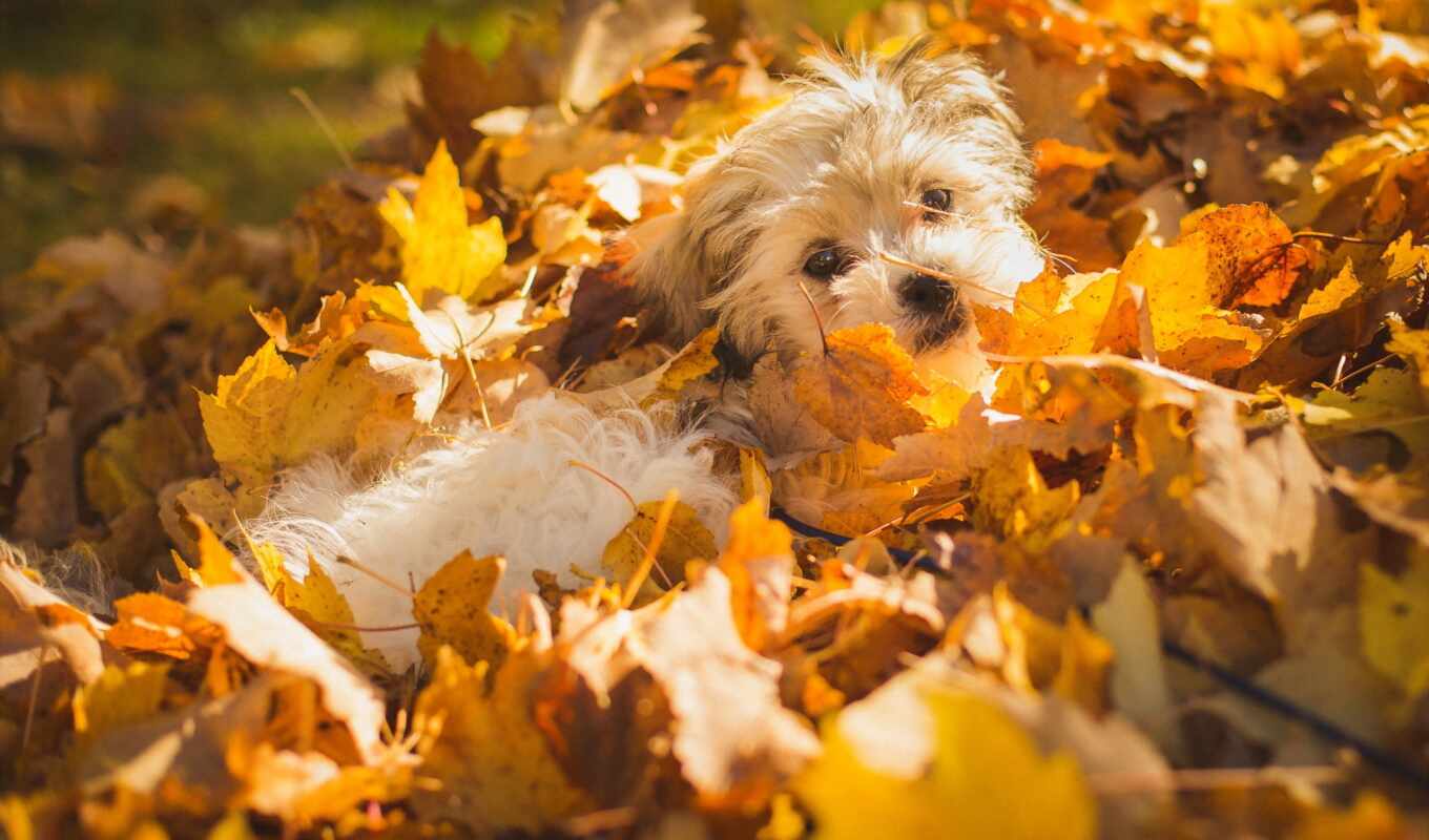 природа, лежит, собака, осень, листва, день, zhivotnye, осенних, листопад
