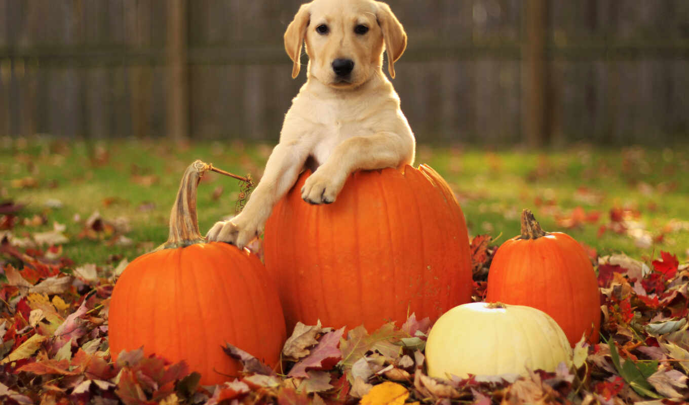 beautiful, dog, autumn, dogs, foliage, Labrador, retriever, everything, good, appearance