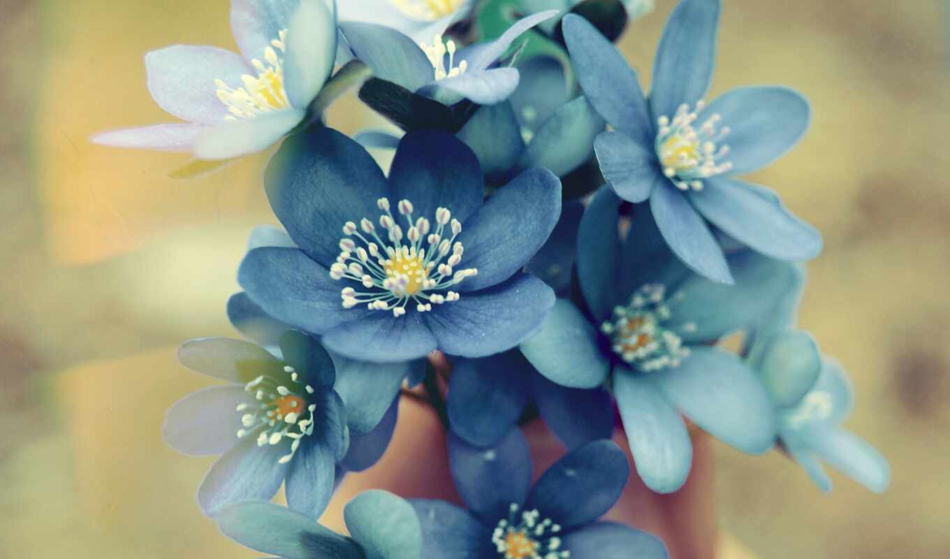 flowers, blue, bouquet, vase, cvety, stand, forget - me - not, gullar