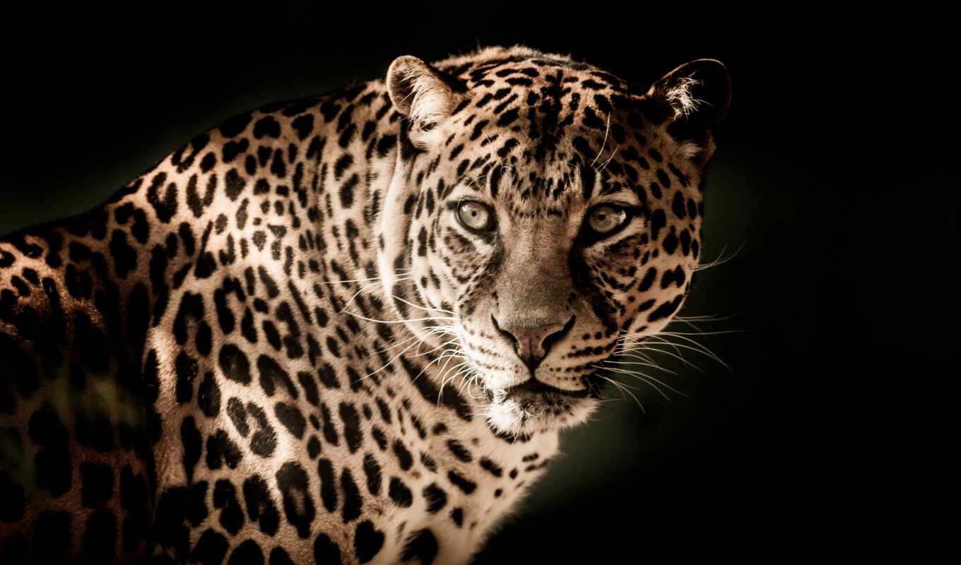 view, free, one, leopard, predator, animal, to collect, retouching, high - quality, fonwall