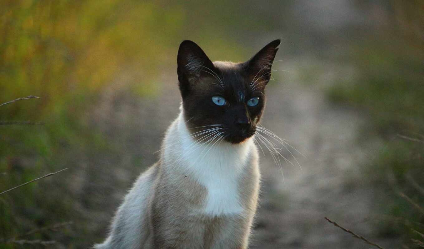 cat, one, siamese, click, blue - eyed, beautiful