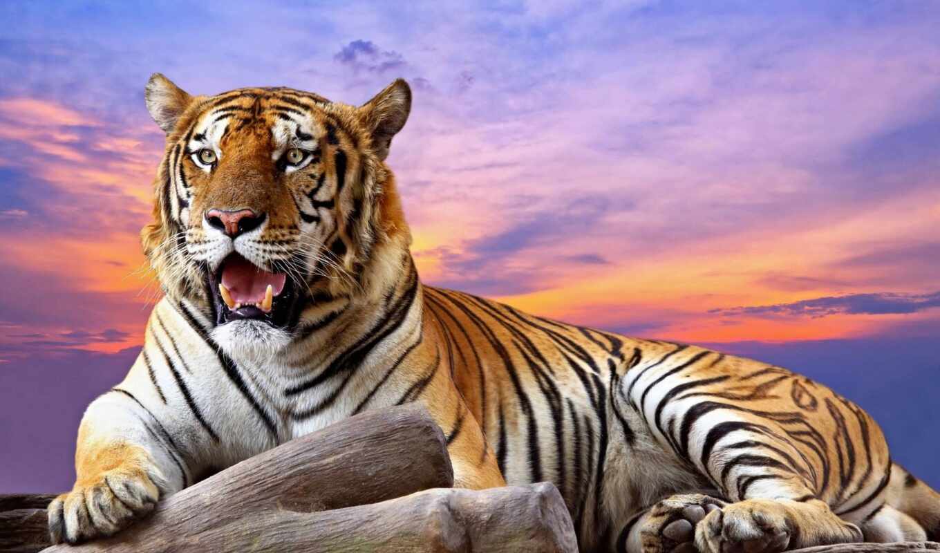 sunset, calendar, tiger, animal