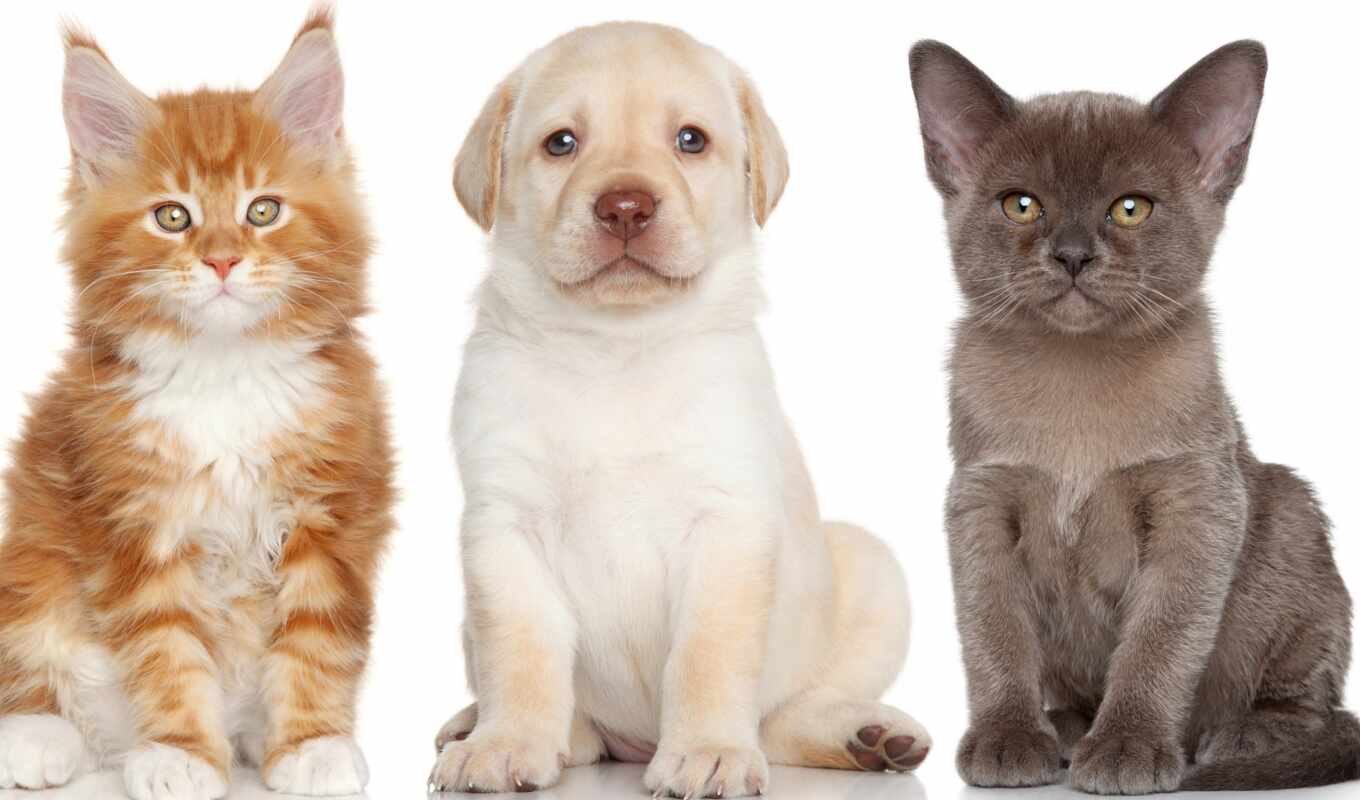 кот, собака, щенок, котенок, labrador, retriever, мэн, кун, burmese