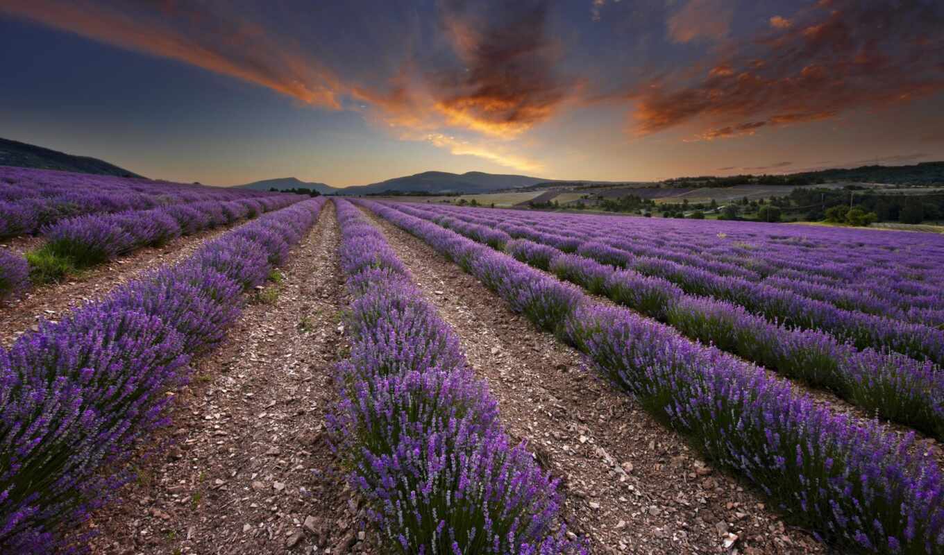 природа, цветы, поле, landscape, lavender