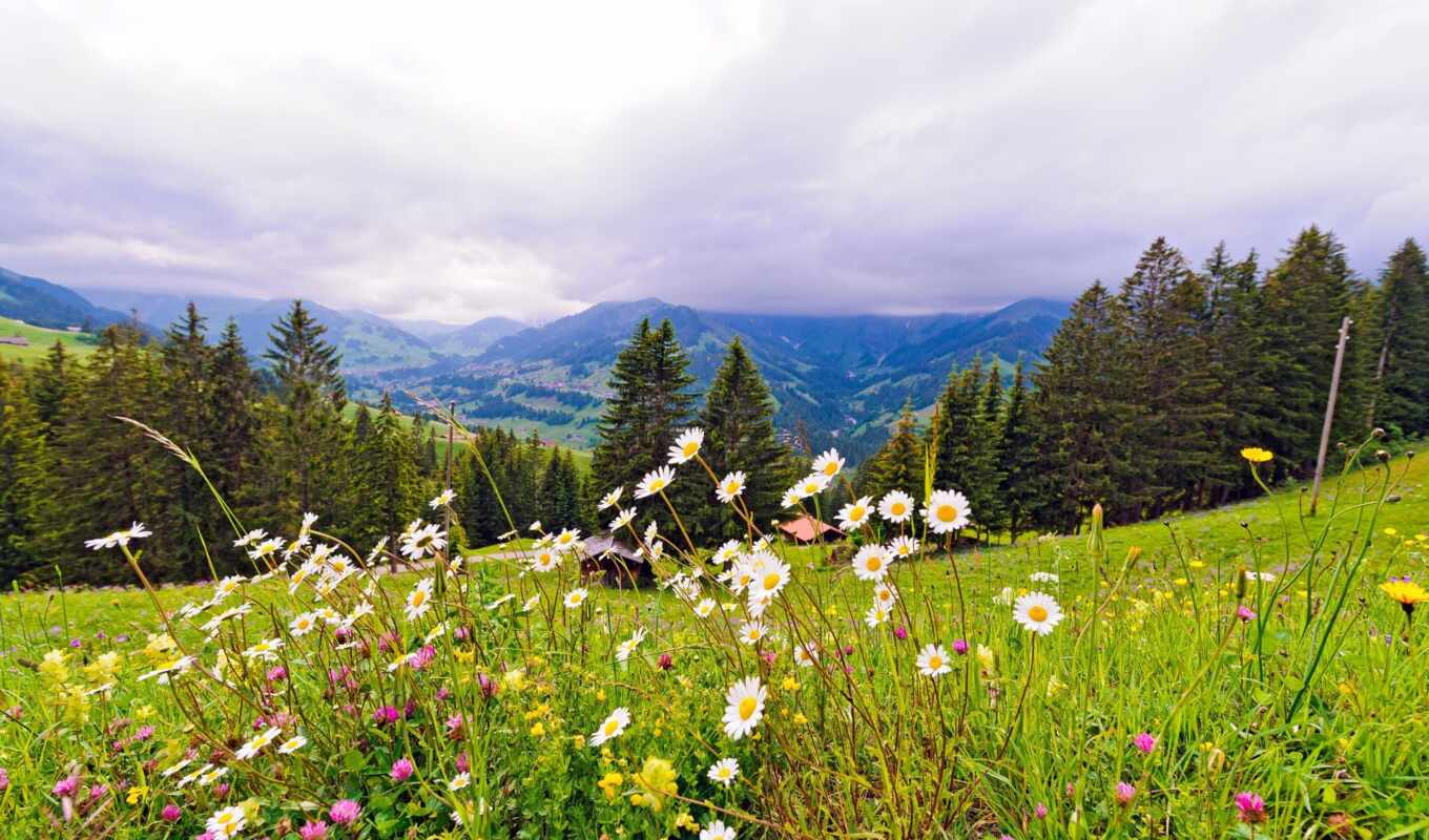 горы, природа, деревья, цветы, швейцария, луг