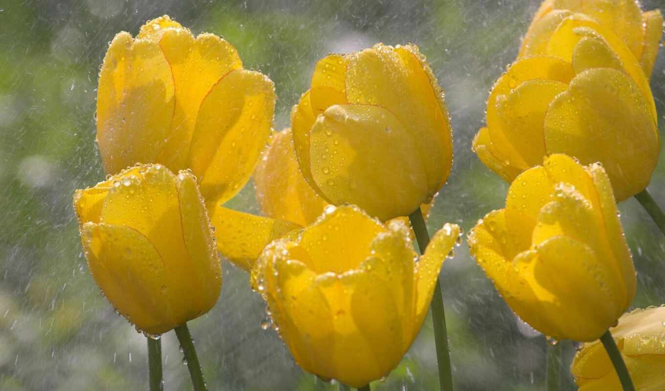 Red, yellow, tulips, rain, cvety, under, glass