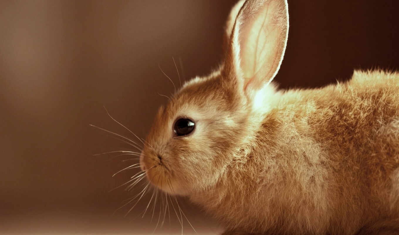 rabbit, wool, zhivotnye, eyes, bunny, ears