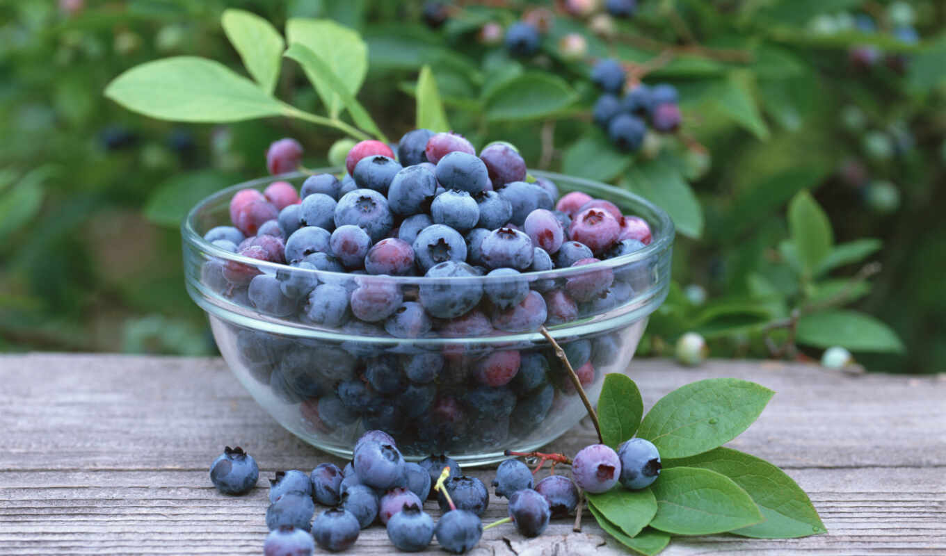 blueberries, useful, features, irga