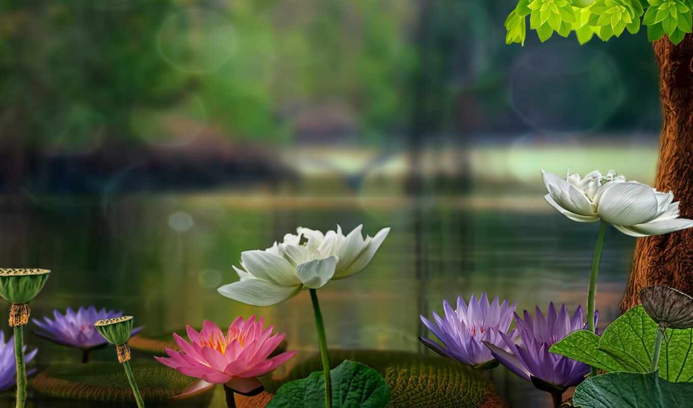 collection, water, author, share, foliage, pinterest, pin, lotus, lily, subscribe