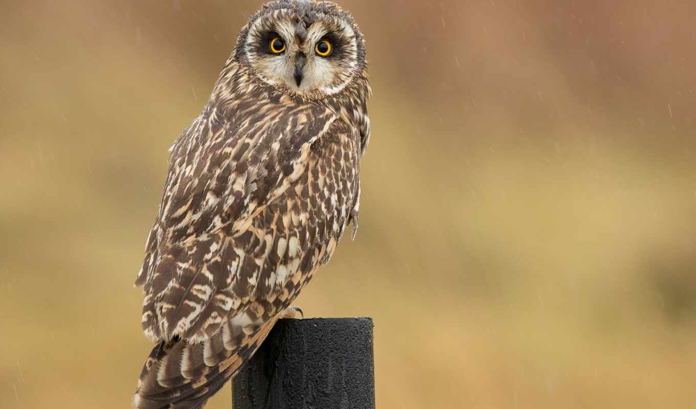owl, great, post, bird, grey, bok, snow, bird, pole, ush