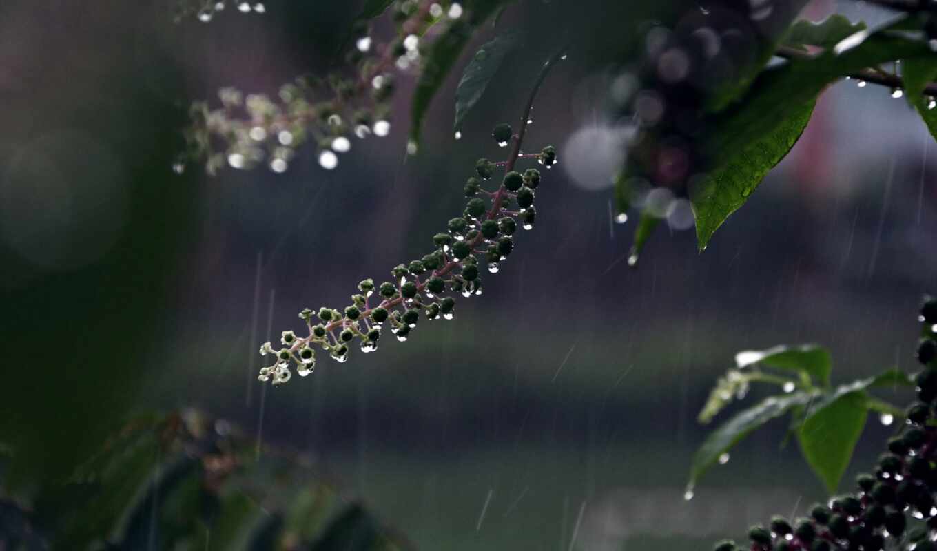 природа, drop, лист, дождь, ночь, добавить, branch, darkness, пожаловаться, ягода