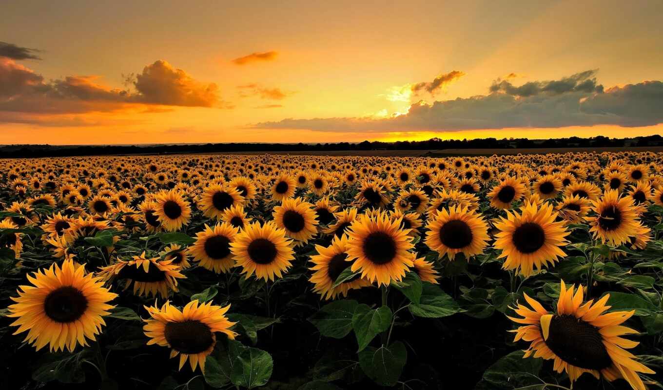 summer, sunset, field, sunflower