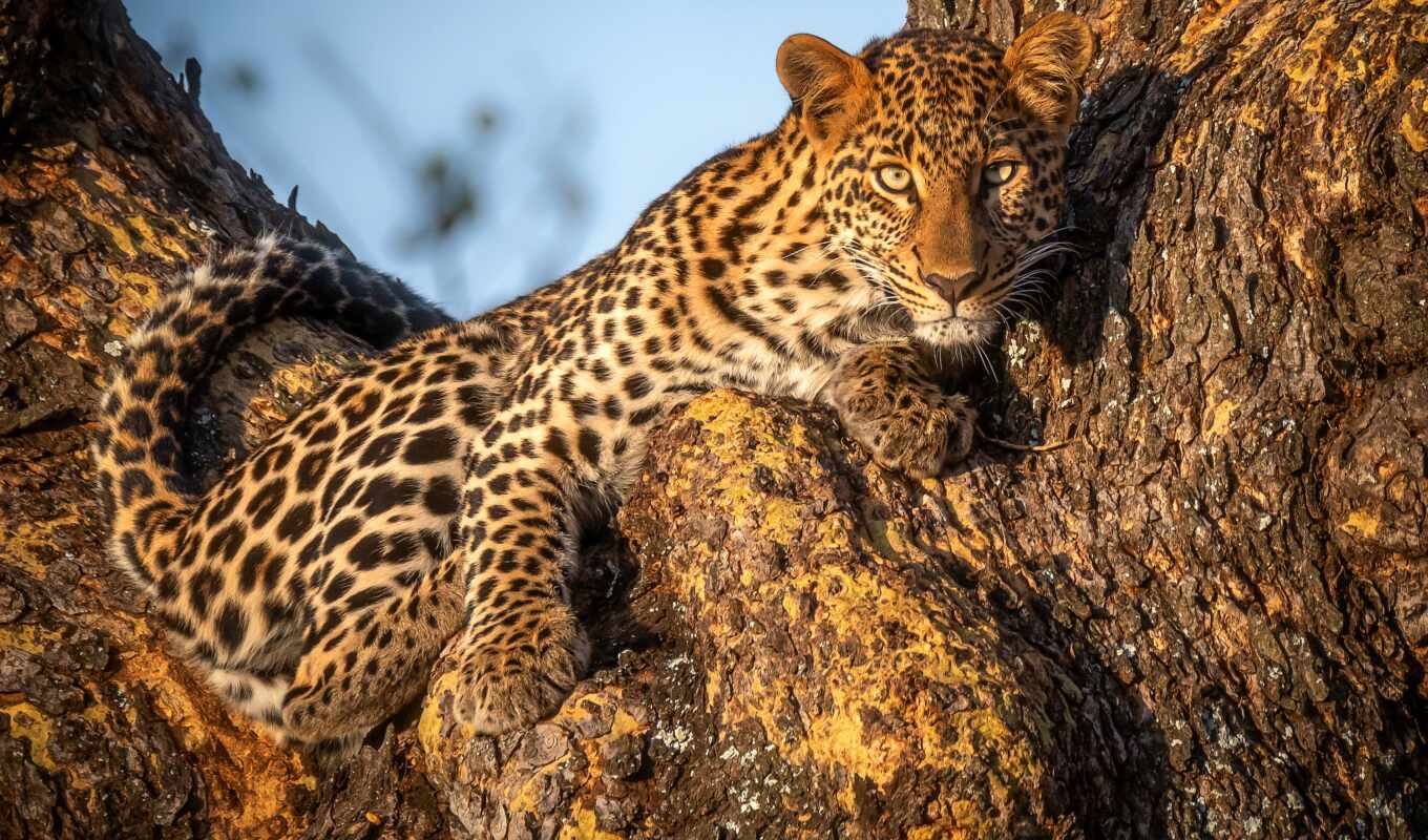 леопард, animal, african