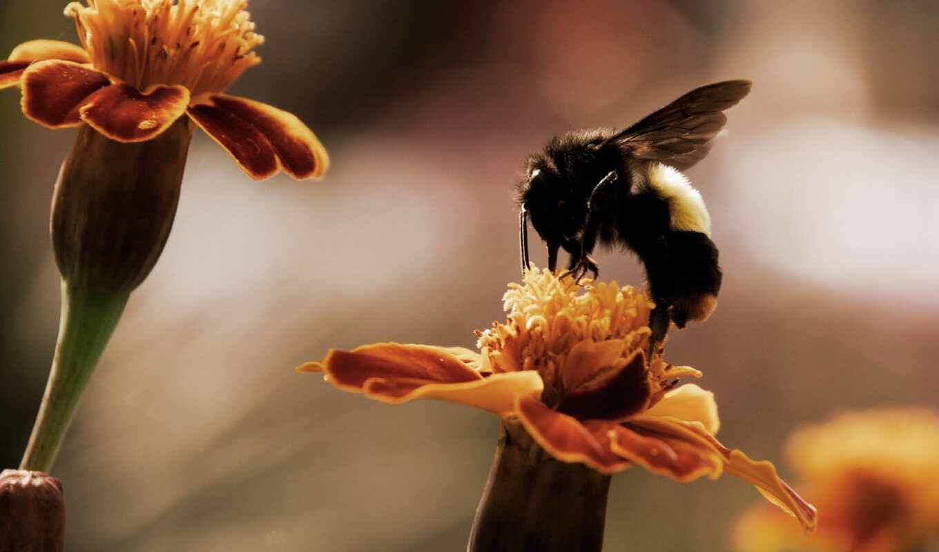 цветы, пчелка, насекомое, бархатцы