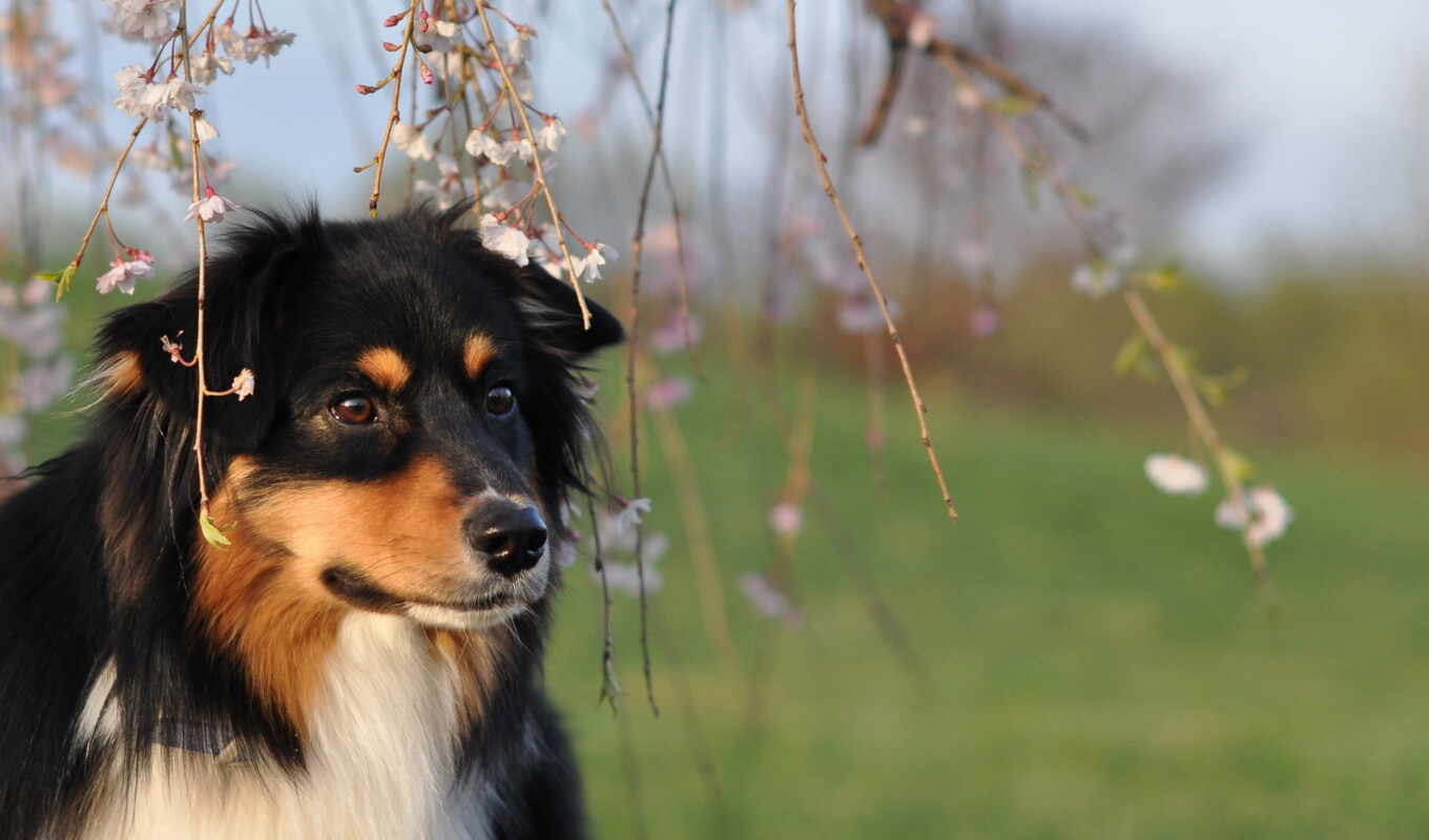 собака, колли, грубо