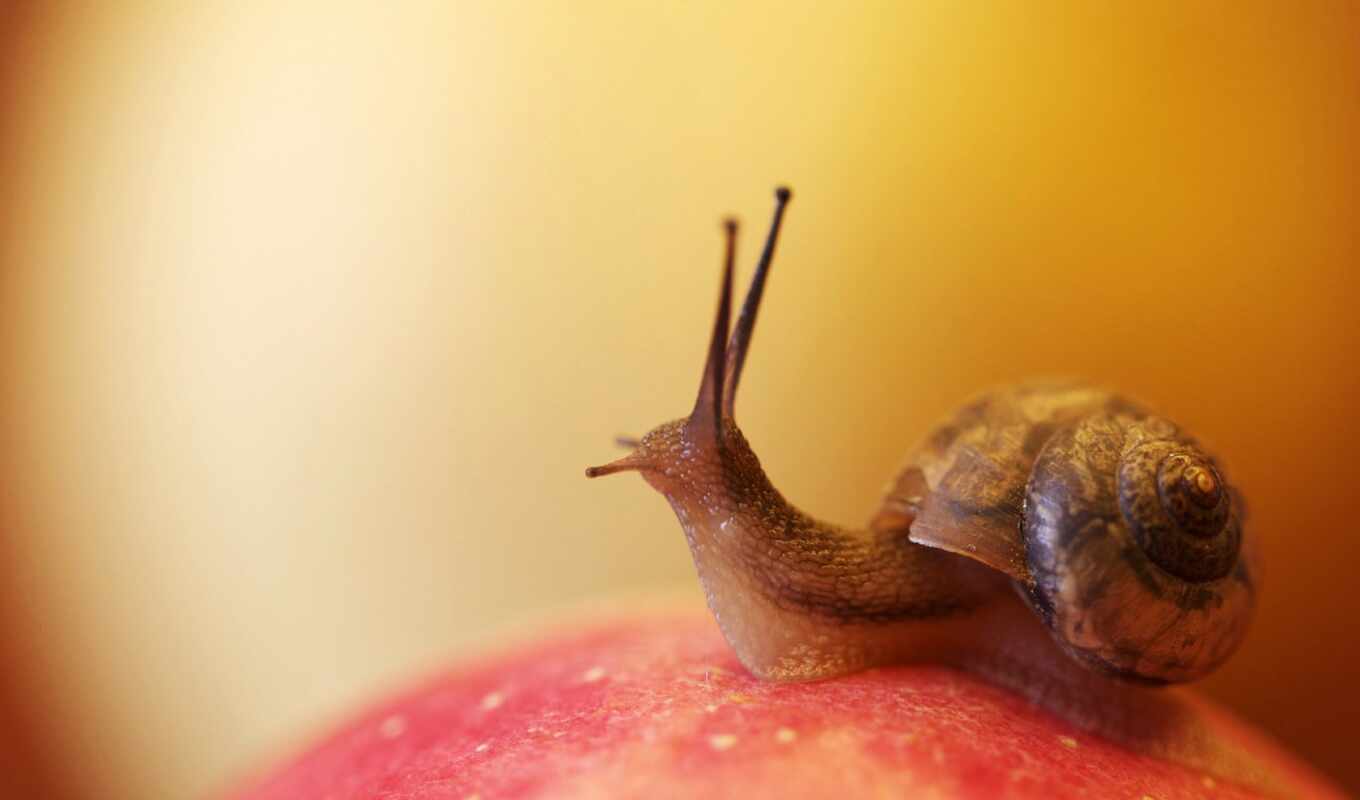 apple, snail, washing, snail, horns