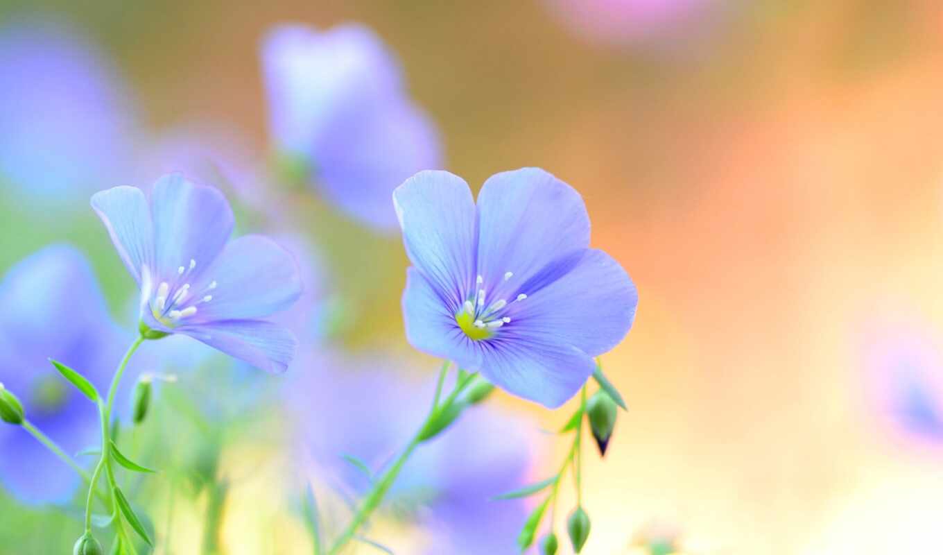 flowers, blue, summer, field, petal, cvety, len, len, lenny i