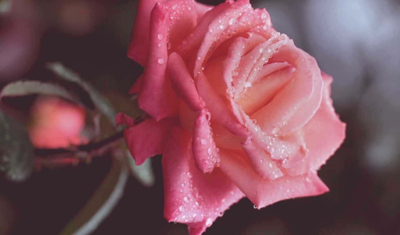 цветы, роза, розовый, лепесток, роса, свадебный, makryi
