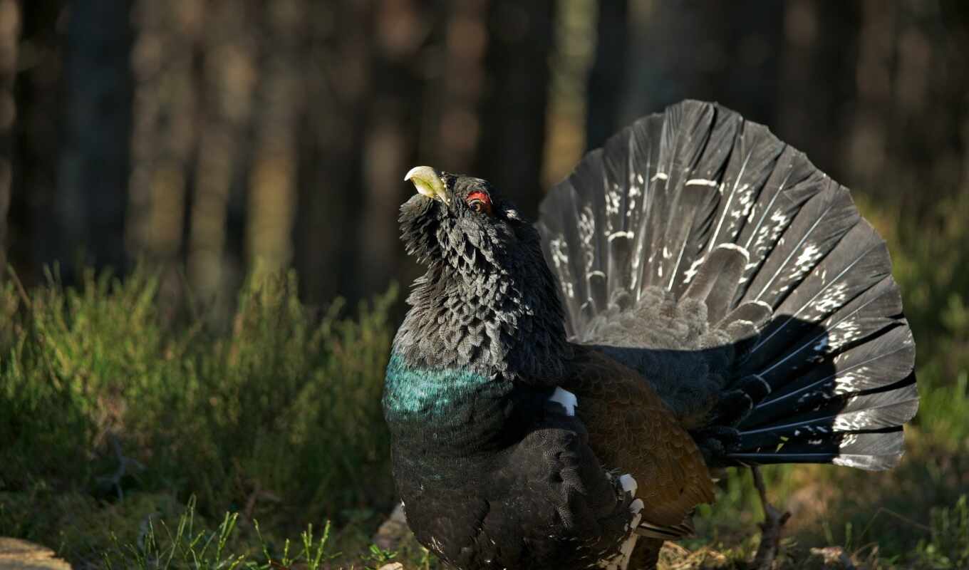 western, capercaillie