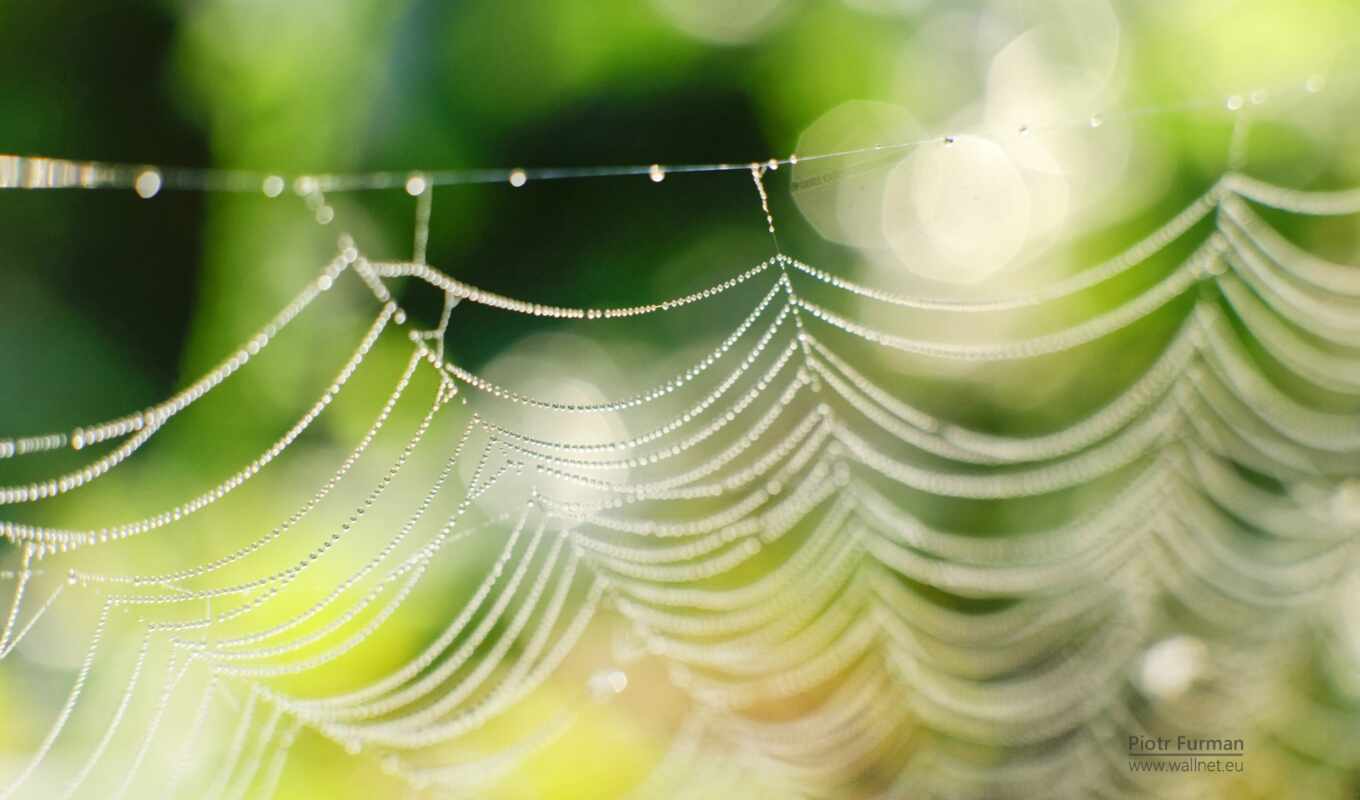 web, паук