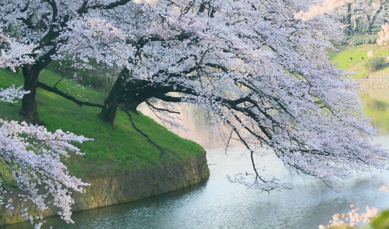 nature, spring, sakura, funart
