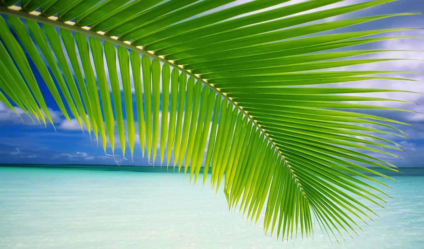 море, palm