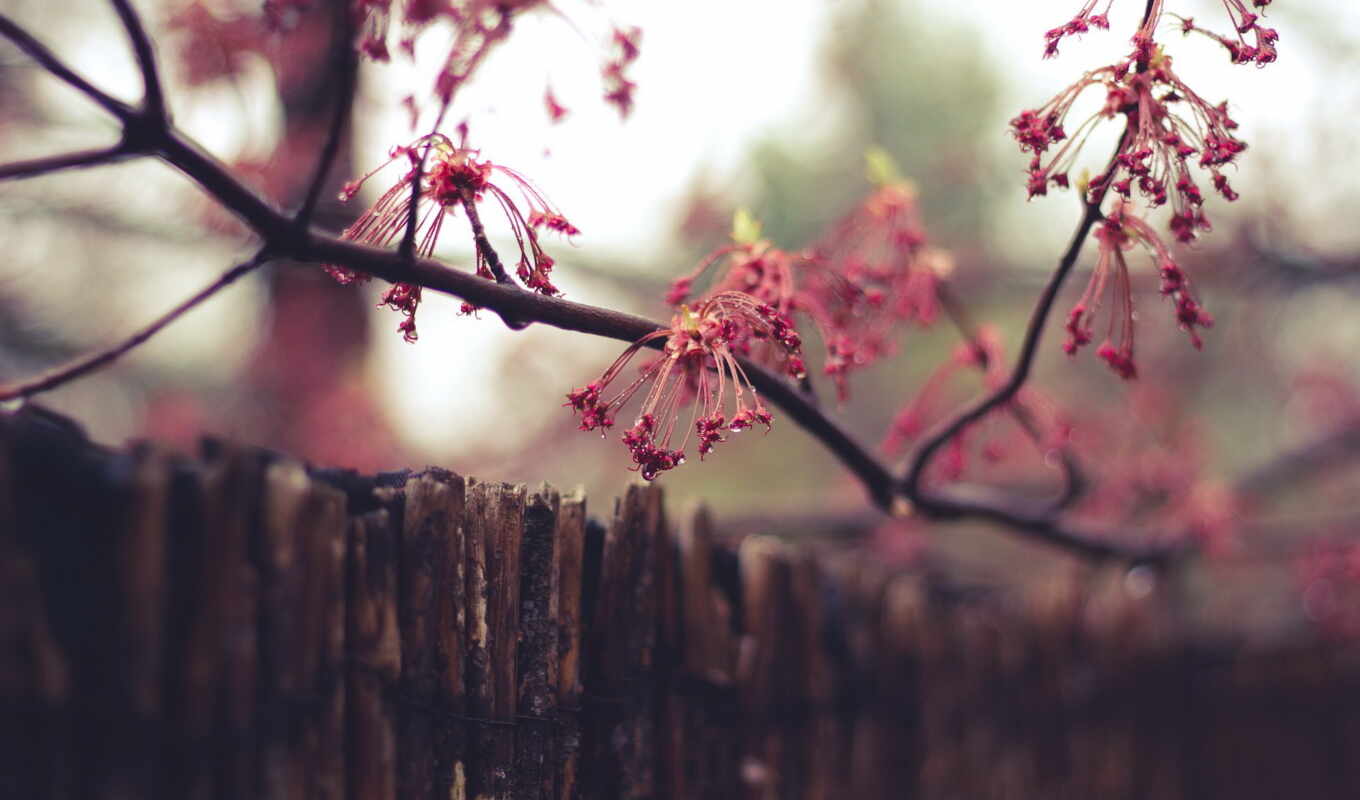 природа, desktop, free, дождь, flowers, весна, забор, tulips