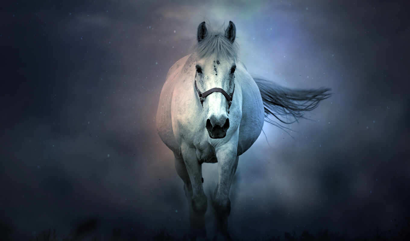 white, лошадь, popularity, color