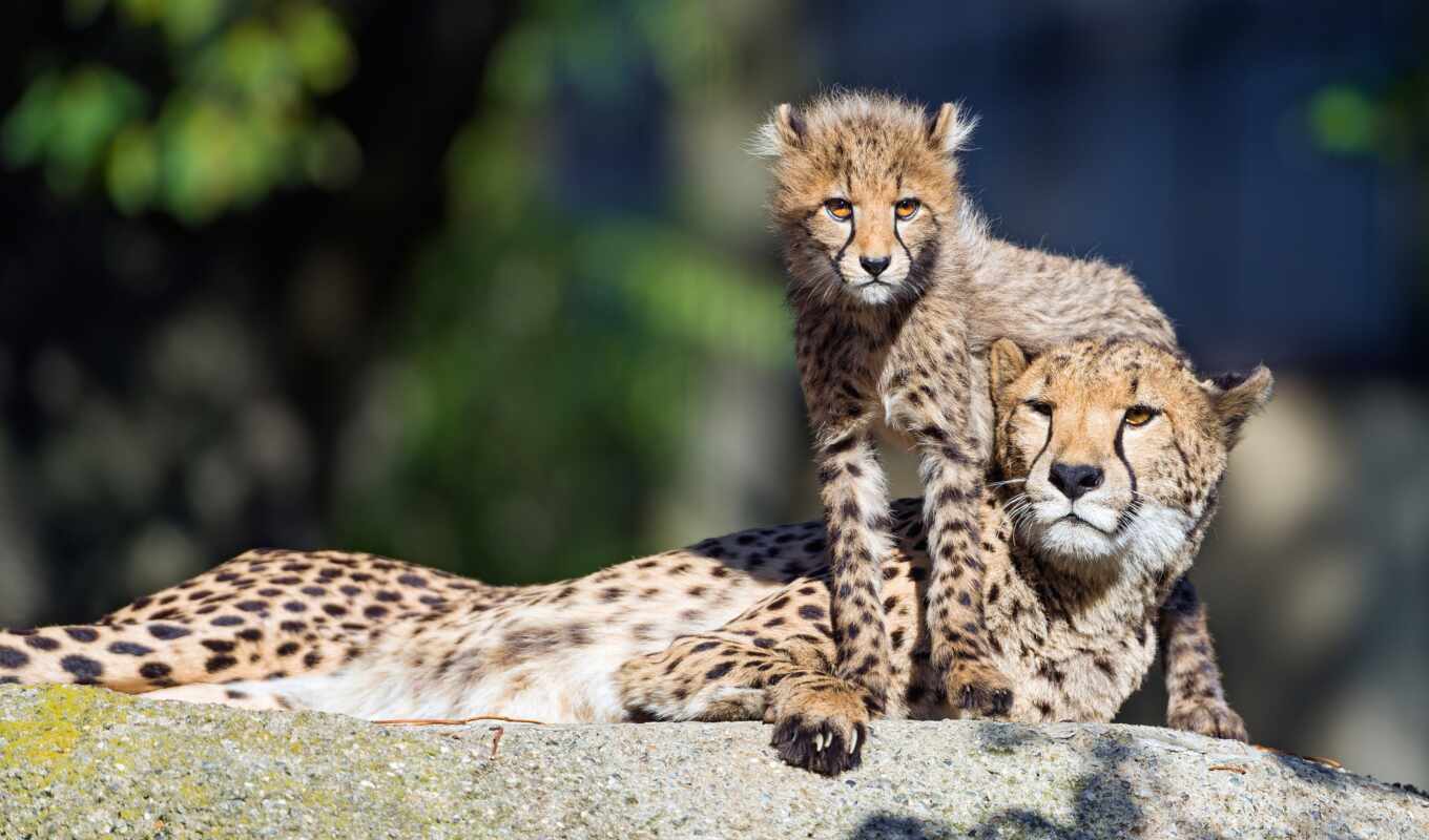 dee, animal, the cub, cheetah, with, two, ghepardo, animalus, cucciolus