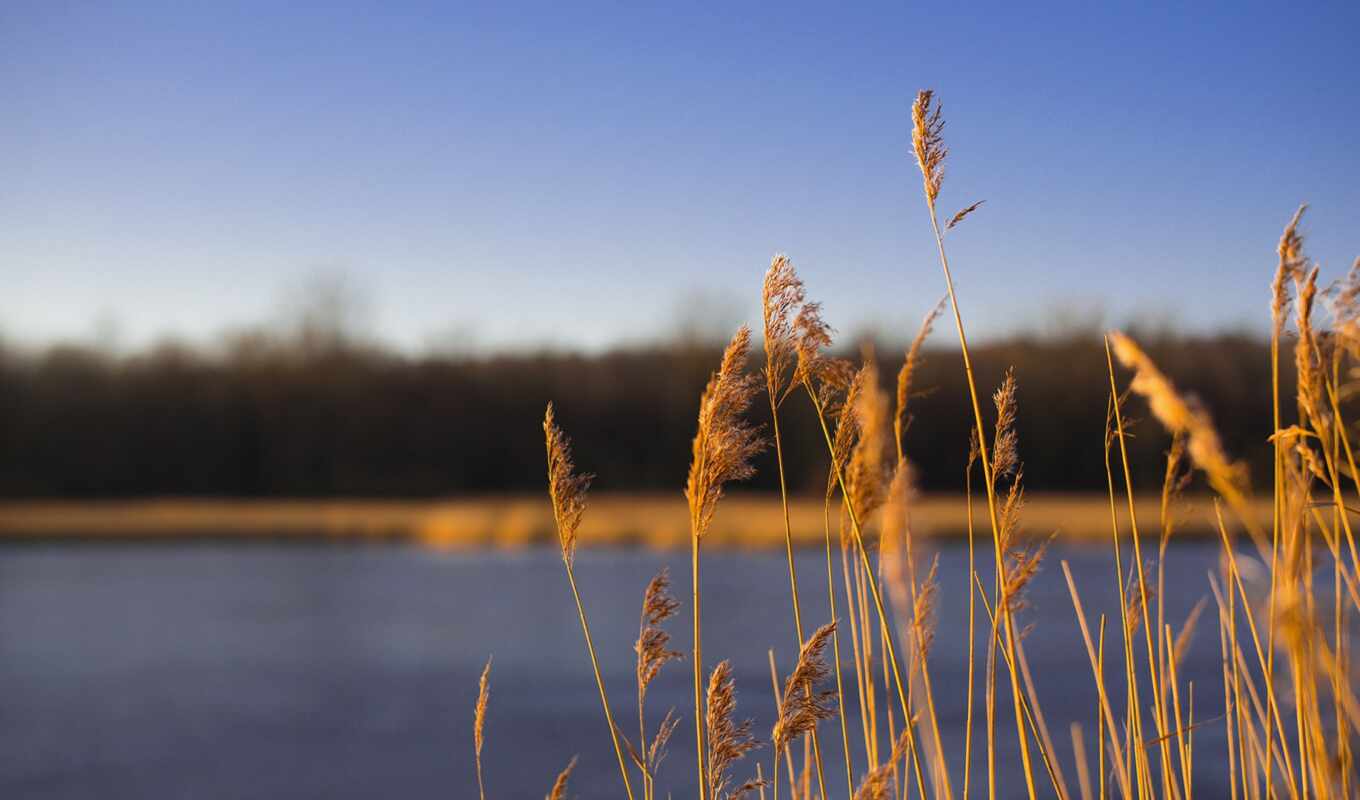 lake, summer, grass, landscape, add, autumn, beautiful, natural, complain, flash, reed