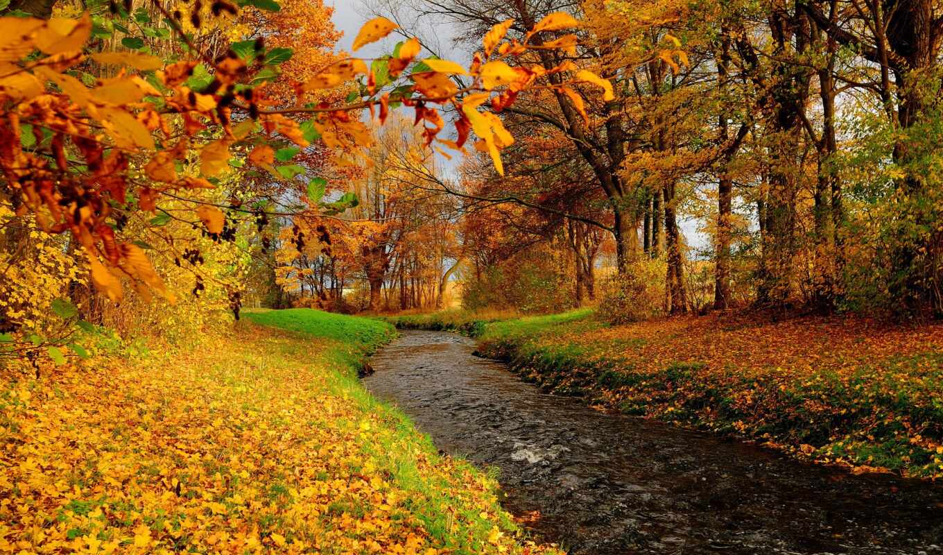 осень, река, wood, fore
