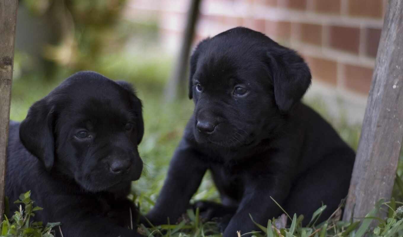 black, dog, puppy, breed, Labrador