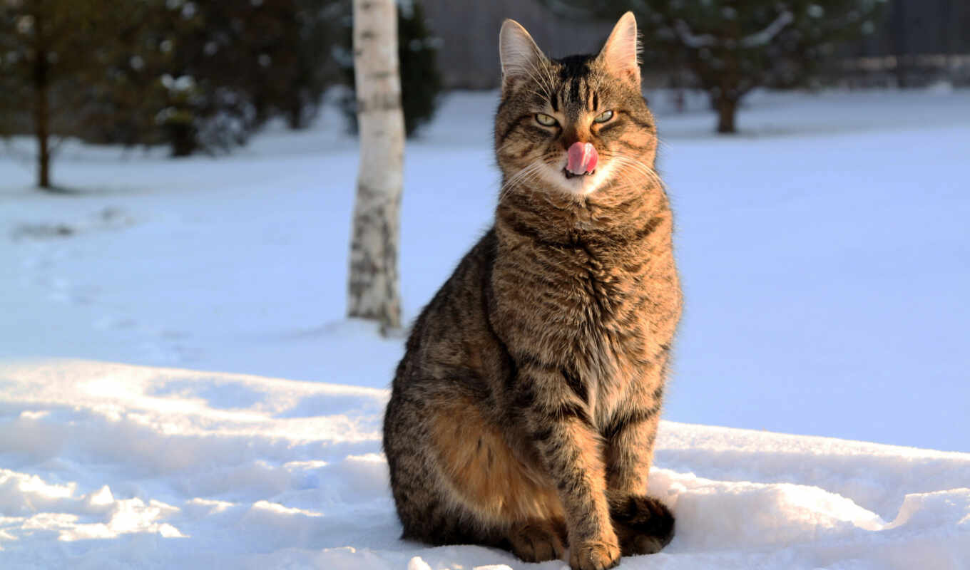 snow, winter, cat, brown, cold, language, lick, tabby