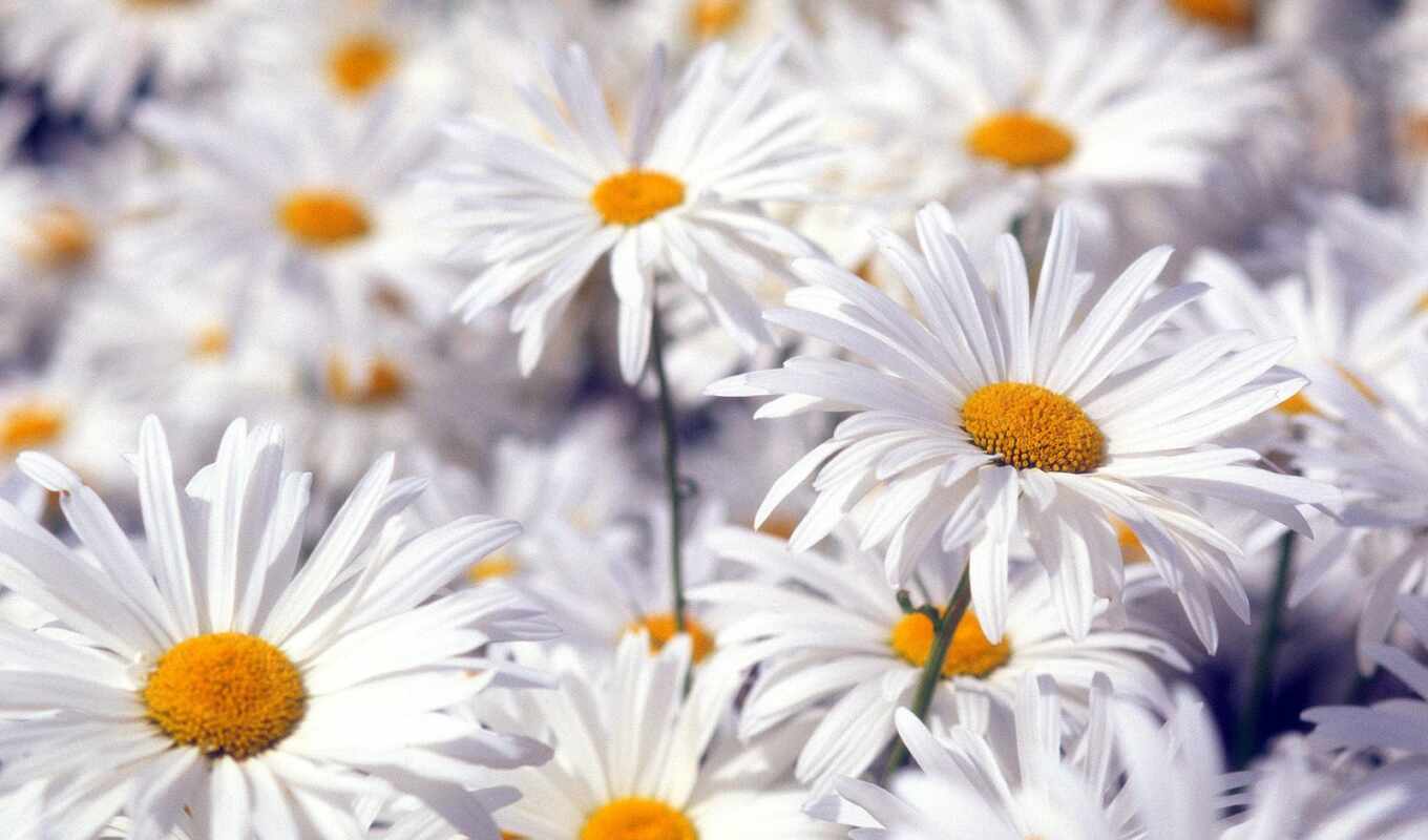flowers, white
