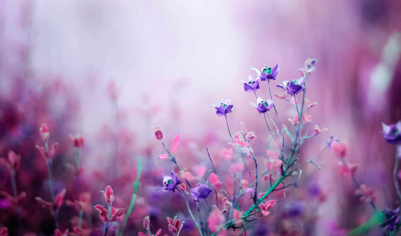 nature, flowers, fone, macro, purple, pink, bokeh, field, lilac, blurry