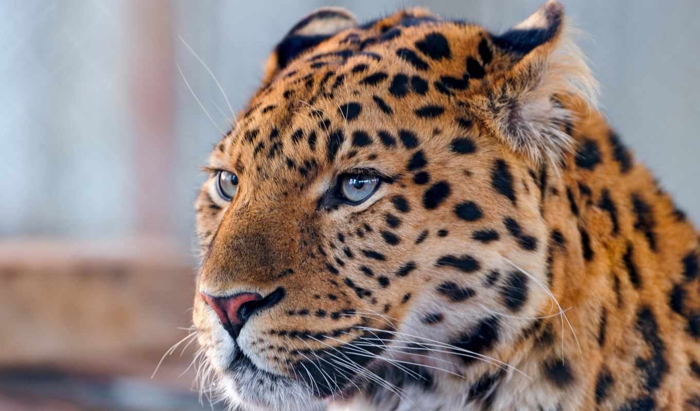 взгляд, кот, большая, леопард, хищник, морда, ус, zhivotnye, spotted