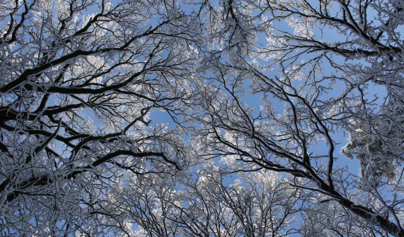 nature, winter, trees